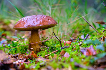 Vibrant Boletus mushroom growing in lush oak forest