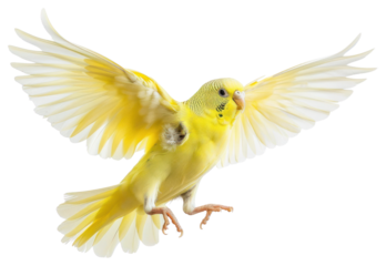 PNG Vibrant yellow parakeet in flight