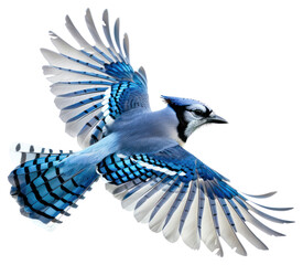 PNG Vibrant blue jay in flight