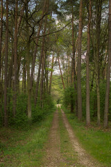 Fototapeta premium Droga leśna