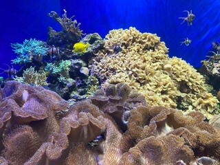 coral reef with fish