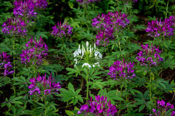 White spider flower in the middle of Purple Spider, Pictures of flowers in the garden.