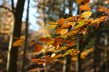 Buchenzweige im Herbst