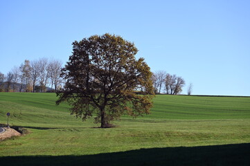 Baum in der Rhoen