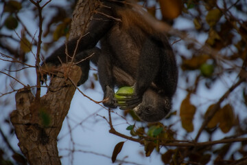 Howler monkey in its tree in the Moroccan forest in the province of Guanacaste