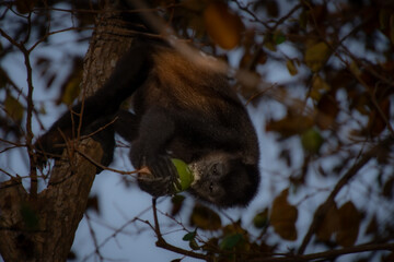 Howler monkey in its tree in the Moroccan forest in the province of Guanacaste