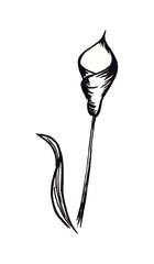 Illustration of calla flower in graphic style
