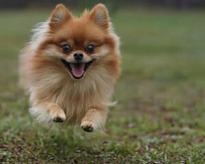 Happy Pomeranian dog running in grass.