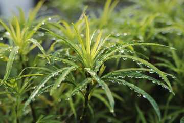 Fresh green leaves glisten with dewdrops under the gentle morning sun in a peaceful garden setting, showcasing nature's beauty