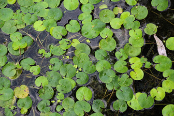 The aquatic plant Hydrocharis morsus-ranae grows in a pond