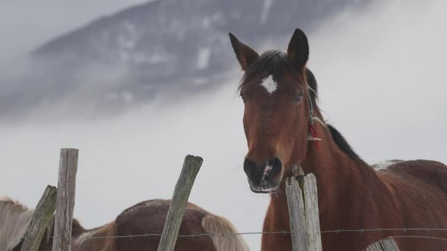 Cavalli nella neve