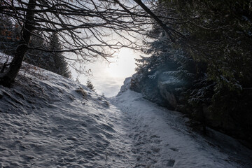 winter forest in the morning
