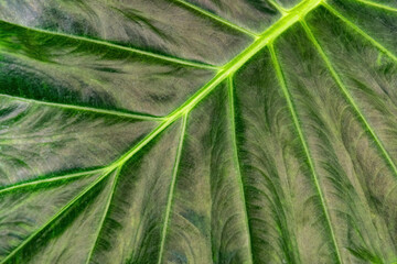 Green fresh leaf background and texture	