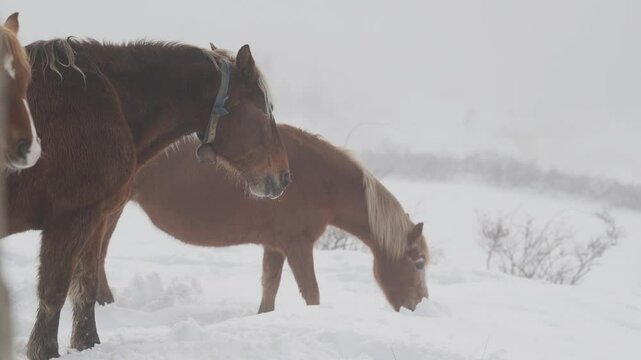 Cavalli nella neve