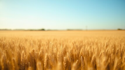 Obraz premium Golden Wheat Field Under Clear Blue Sky in Warm Sunny Day