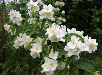 Jasmine blooms in the garden