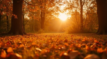 Serene Autumn Scene with Sunlight Filtering Through Colorful Leaves