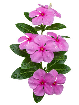 Close-up of vibrant pink periwinkle flowers with water droplets.