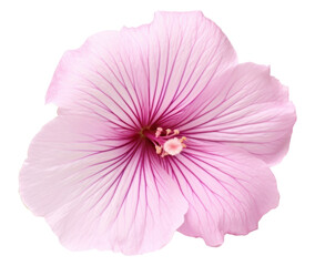 PNG Hibiscus blossom flower petal.