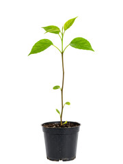 Freshly Grown Young Plant in Black Pot Against transparent background