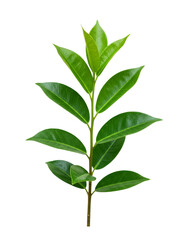 Fototapeta premium Fresh Green Leaf Branch Against transparent background