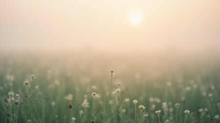 Serene Morning Mist Over a Field of Delicate White Wildflowers