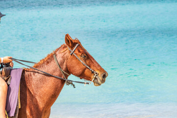 Tourists Horseback Riding The Beach