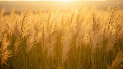 Obraz premium Golden Light Over Flowing Grassland During Sunset Breeze