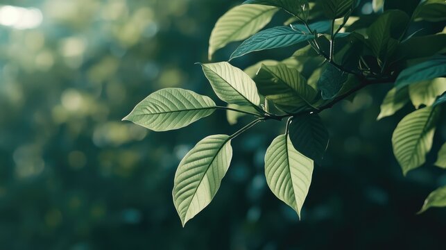 Branch of green Kratom leaves on a natural background, Kratom, Mitragyna speciosa, plant, branch, green