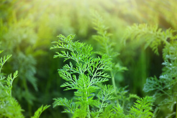 carrot tops in the field. Carrot bushes are planted in a row. Growing vegetables in rural areas.