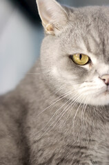 charming portrait features a British Shorthair cat nestled comfortably in a cozy home setting. Close up portrait, 50mm, indoors, looks at camera, yellow eyes