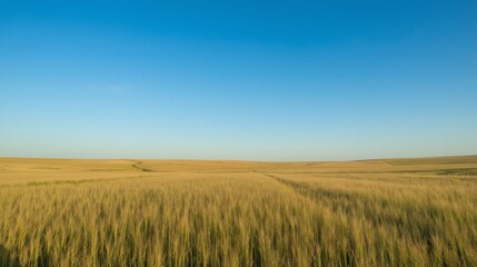 Obraz premium Lush Golden Wheat Field Under Clear Blue Sky in Sunlight