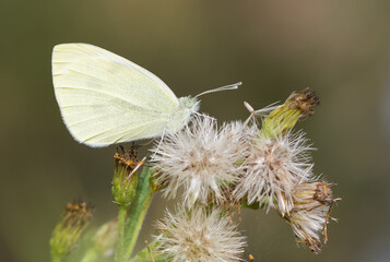 wildlife photos. photos of butterflies in natural areas.