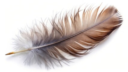 Fototapeta premium Single Bird Feather on White Background