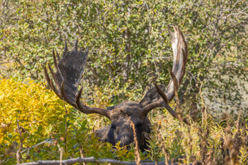 Bull Moose in Autumn in Grand Teton National Park Wyoming