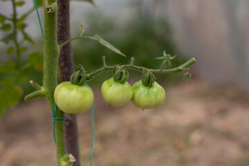 green tomatoes in the  grass