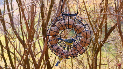Blaumeise futtert am Meisenknödel-Spender