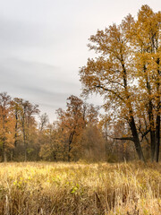 Field of tall grass with trees in the background