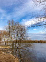 Tree is surrounded by water and the sky is blue