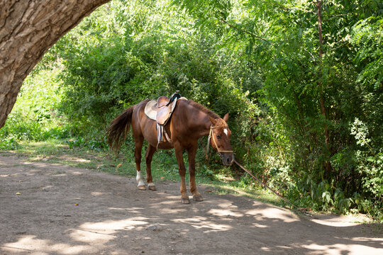 brown hourse in nature farm