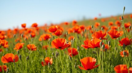 Vibrant Orange Poppies in Bloom Under Clear Blue Sky