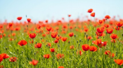 Fototapeta premium Vibrant Red Poppies Blooming Under Clear Blue Sky in Meadow