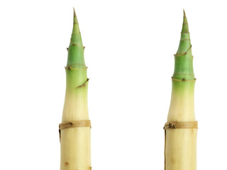 Bamboo Shoots (Bambusa) A pair of tender bamboo shoots, light brown with green tips, cleanly peeled to reveal the smooth
