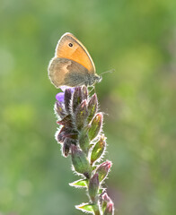 wild animals.photos of various butterflies.