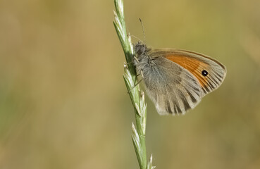 wild animals.photos of various butterflies.