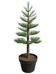 Pine Tree (Pinus spp.) A symbol of strength and durability, pine trees are popular for landscaping in many parts