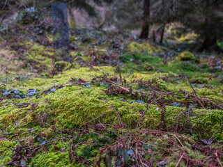 Wald in der Schweiz