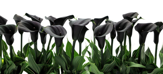PNG Elegant black calla lily background