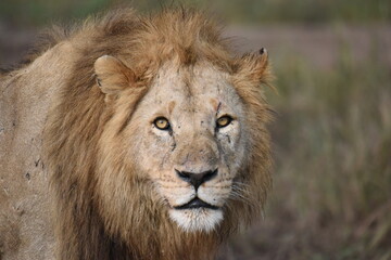 Lion in the Serengeti 