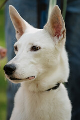 white dog in park on walk with its owner. walking and training of pets during daytime. beautiful white shepherd or Schnauzer on the background of green lawn in a public park. dog friendly, animal care